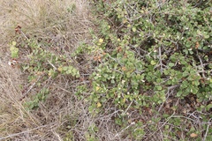 Ceanothus maritimus