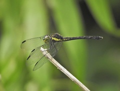 Agrionoptera longitudinalis biserialis