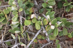 Ceanothus maritimus