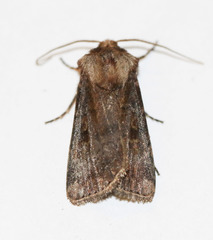 Agrotis obliqua