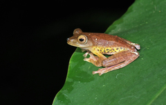 Rhacophorus pardalis