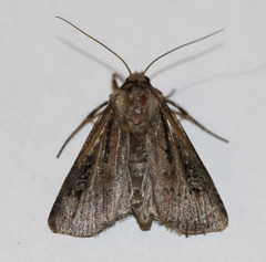 Agrotis obliqua