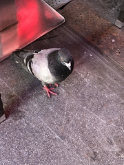 Columba livia domestica