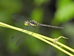 Agrionoptera longitudinalis biserialis