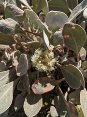 Eriogonum lobbii