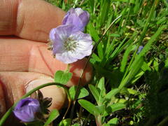 Phacelia divaricata