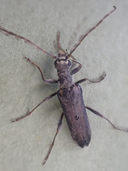 Leptalia macilenta