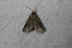 Agrotis obliqua