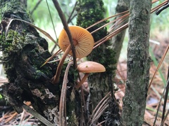 Flammulina mexicana