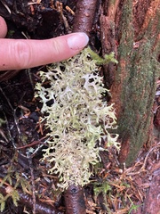 Tuckermanopsis subalpina