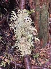 Tuckermanopsis subalpina
