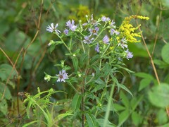 Symphyotrichum puniceum puniceum