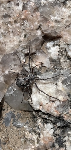 Rhysodromus alascensis photo 2