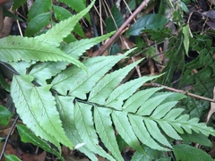 Diplazium wichurae
