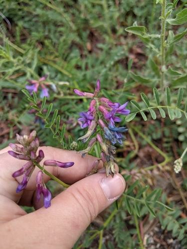 Image of Astragalus hallii by (c) Rachel Stringham, some rights reserved (CC BY)