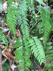 Diplazium wichurae