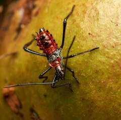 Leptoglossus clypealis