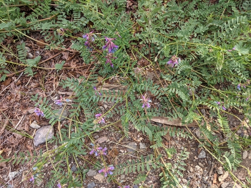 Image of Astragalus hallii by (c) Rachel Stringham, some rights reserved (CC BY)