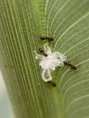 Icerya