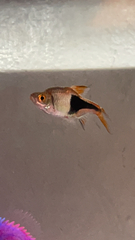 Trigonostigma heteromorpha