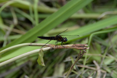 Lyriothemis pachygastra