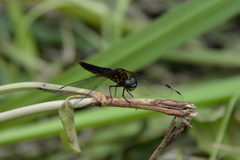 Lyriothemis pachygastra