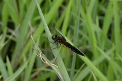 Lyriothemis pachygastra
