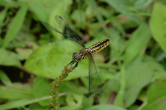Lyriothemis pachygastra