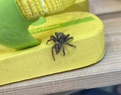 Salticidae