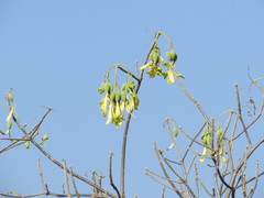 Gyrocarpus mocinoi
