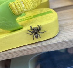 Salticidae