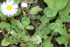 Coenagrionidae