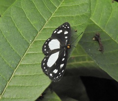 Neptis praslini