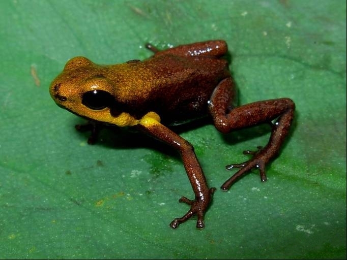 Tolima Poison Frog