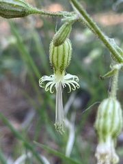 Silene lemmonii