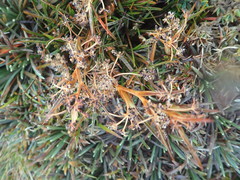 Aciphylla cartilaginea