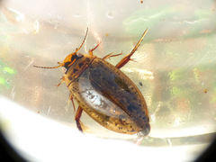 Rhantus binotatus