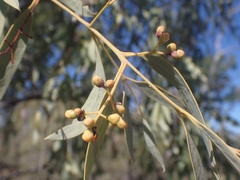 Santalum