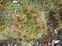 Aciphylla cartilaginea