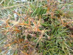 Aciphylla cartilaginea
