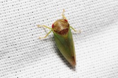 Iassus lanio