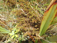 Dracophyllum pearsonii