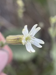 Silene douglasii douglasii