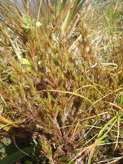 Dracophyllum pearsonii