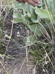 Silene douglasii douglasii