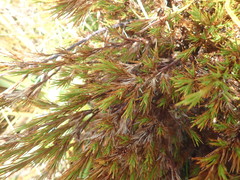 Dracophyllum pearsonii