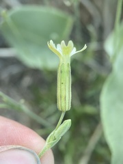 Silene douglasii douglasii