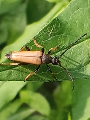 Stictoleptura rubra