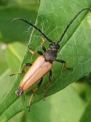 Stictoleptura rubra