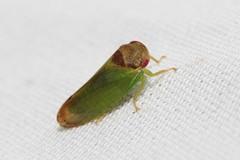 Iassus lanio